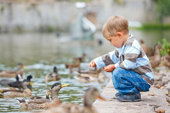 Boy feeding ducks