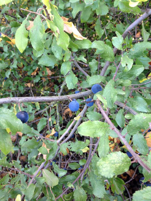 Sloes