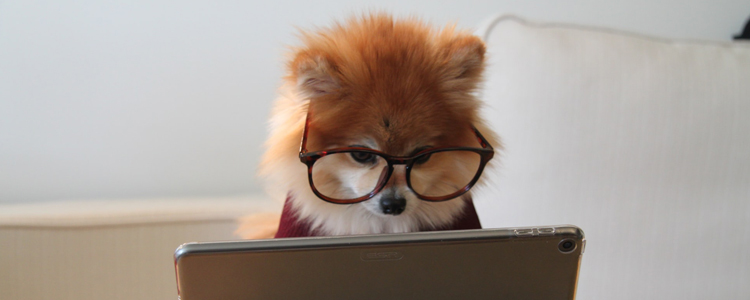 Photo of a dog wearing large glasses using a computer tablet